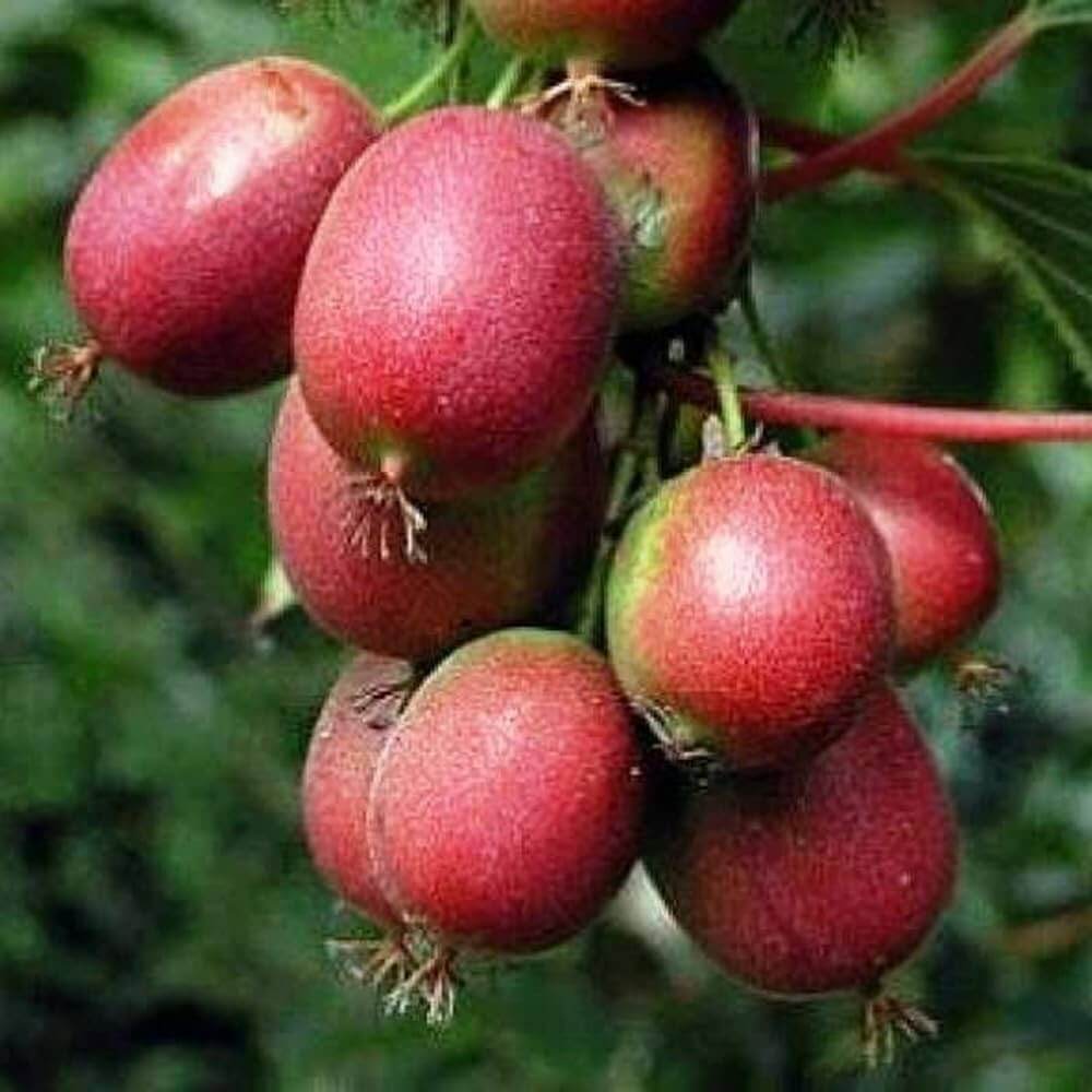 Kiwi Seeds – Hardy Red