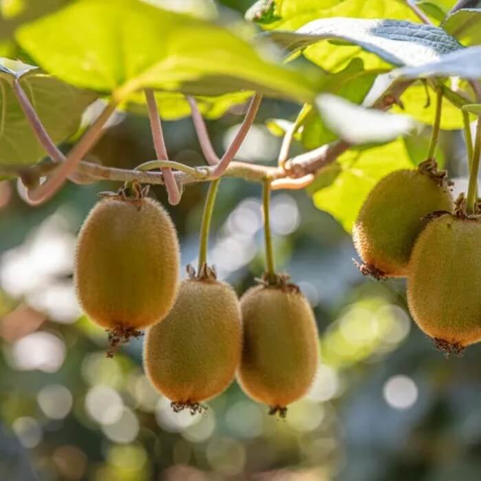 Kiwi Seeds – Hayward