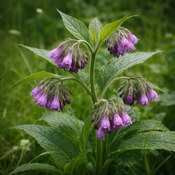 Knitbone Seeds - Herbal Plant For Home Gardens