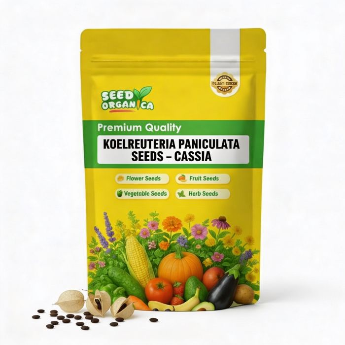 Koelreuteria Paniculata Seeds – Cassia