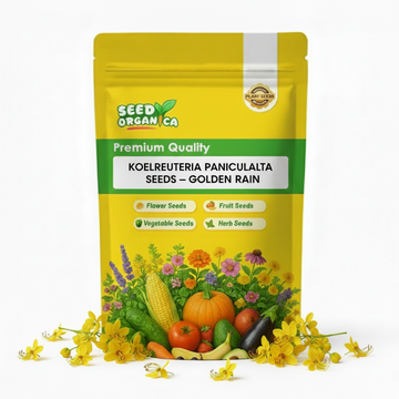 Koelreuteria Paniculata Seeds – Golden Rain