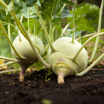 Kohlrabi Seeds – White Vienna