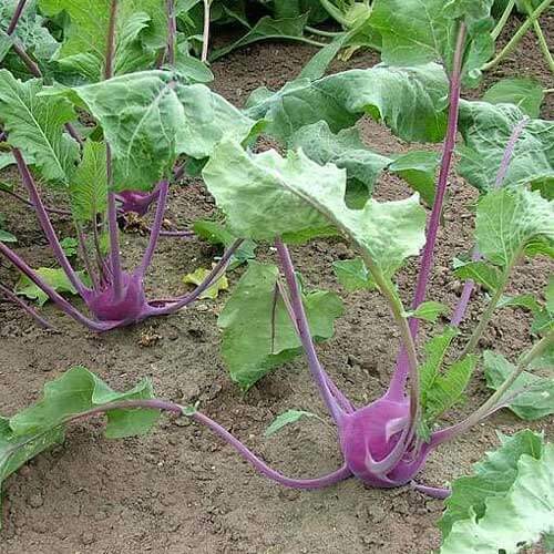 Kohlrabi Seeds -Purple Vienna
