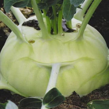 Kohlrabi Seeds - Giant 