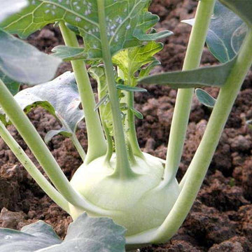 Kohlrabi Seeds - White 