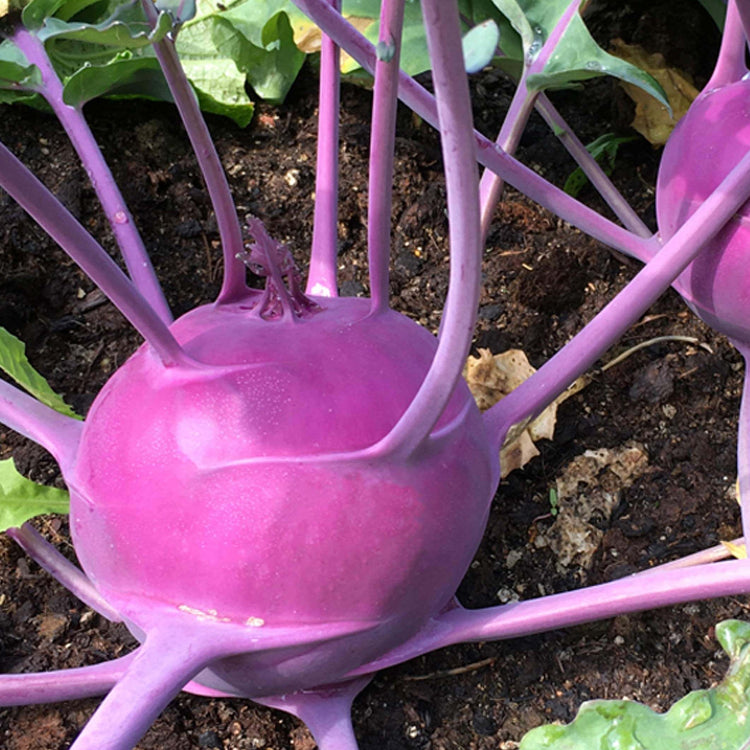 Kohlrabi Seeds -Purple Vienna