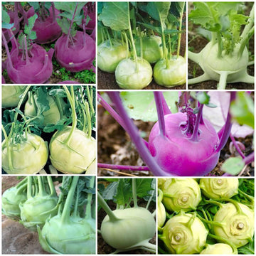 Kohlrabi Seeds - All In One For Home Gardens