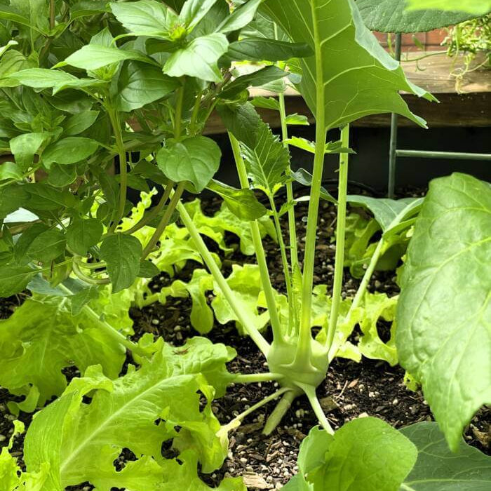 Kohlrabi Seeds - All In One For Home Gardens