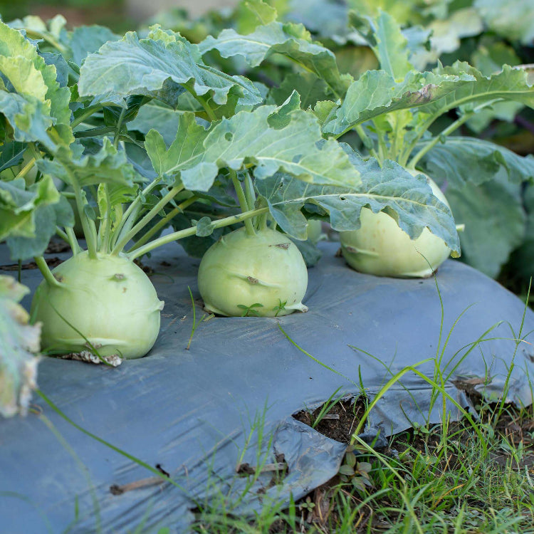 Kohlrabi Seeds - All In One For Home Gardens