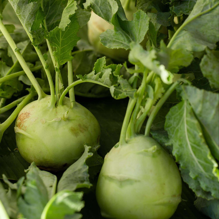 Kohlrabi Seeds - All In One For Home Gardens