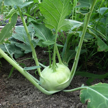 Kohlrabi Seeds - Giant 