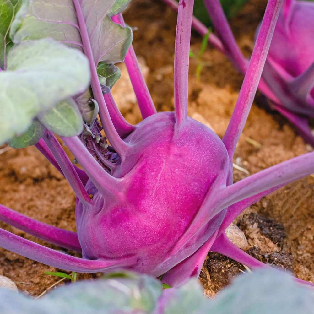 Kohlrabi Seeds - Pink