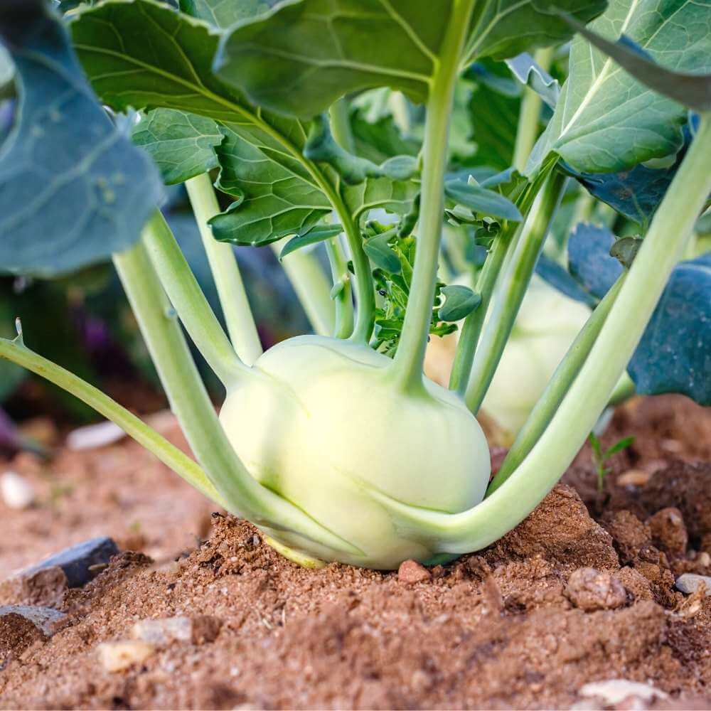 Kohlrabi Seeds - White 