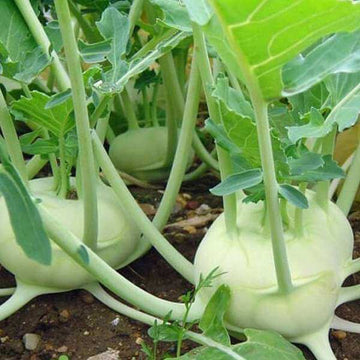 Kohlrabi Seeds 