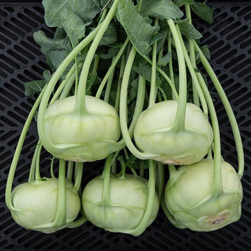 Kohlrabi Seeds – Superschmelz White