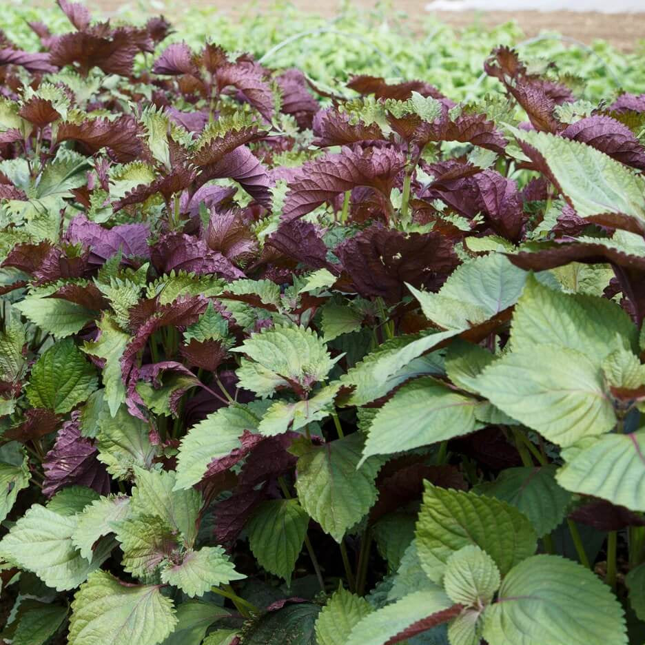 Korean Perilla Leaves Seeds