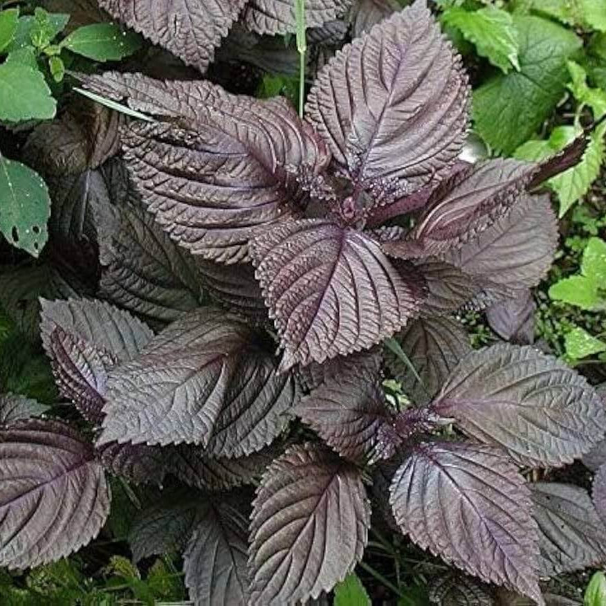 Korean Perilla Leaves Seeds