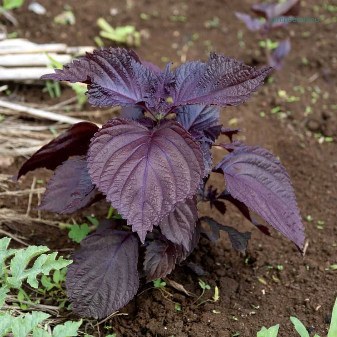Korean Perilla Leaves Seeds