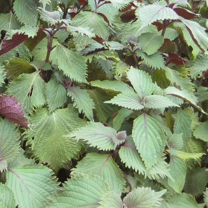 Korean Perilla Leaves Seeds
