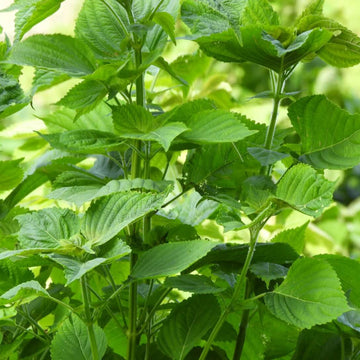 Korean Perilla Seeds