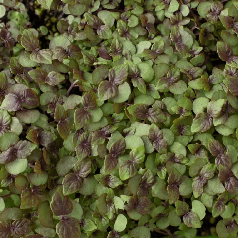 Korean Perilla Seeds