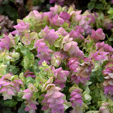 Origanum Seeds – Kirigami