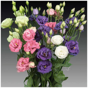 Lisianthus Seeds – Elegant