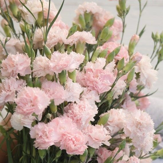 La France Pink Chabaud Carnation Seeds - Flower Plant