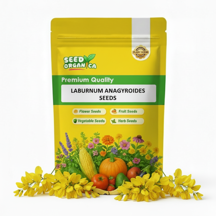 Laburnum Anagyroides Seeds
