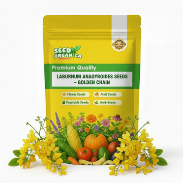 Laburnum Anagyroides Seeds – Golden Chain