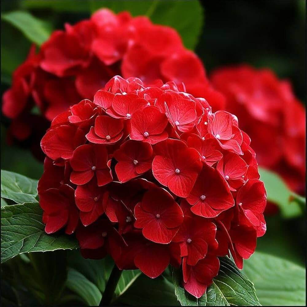 Lacecap Hydrangea Seeds - Flower Plant