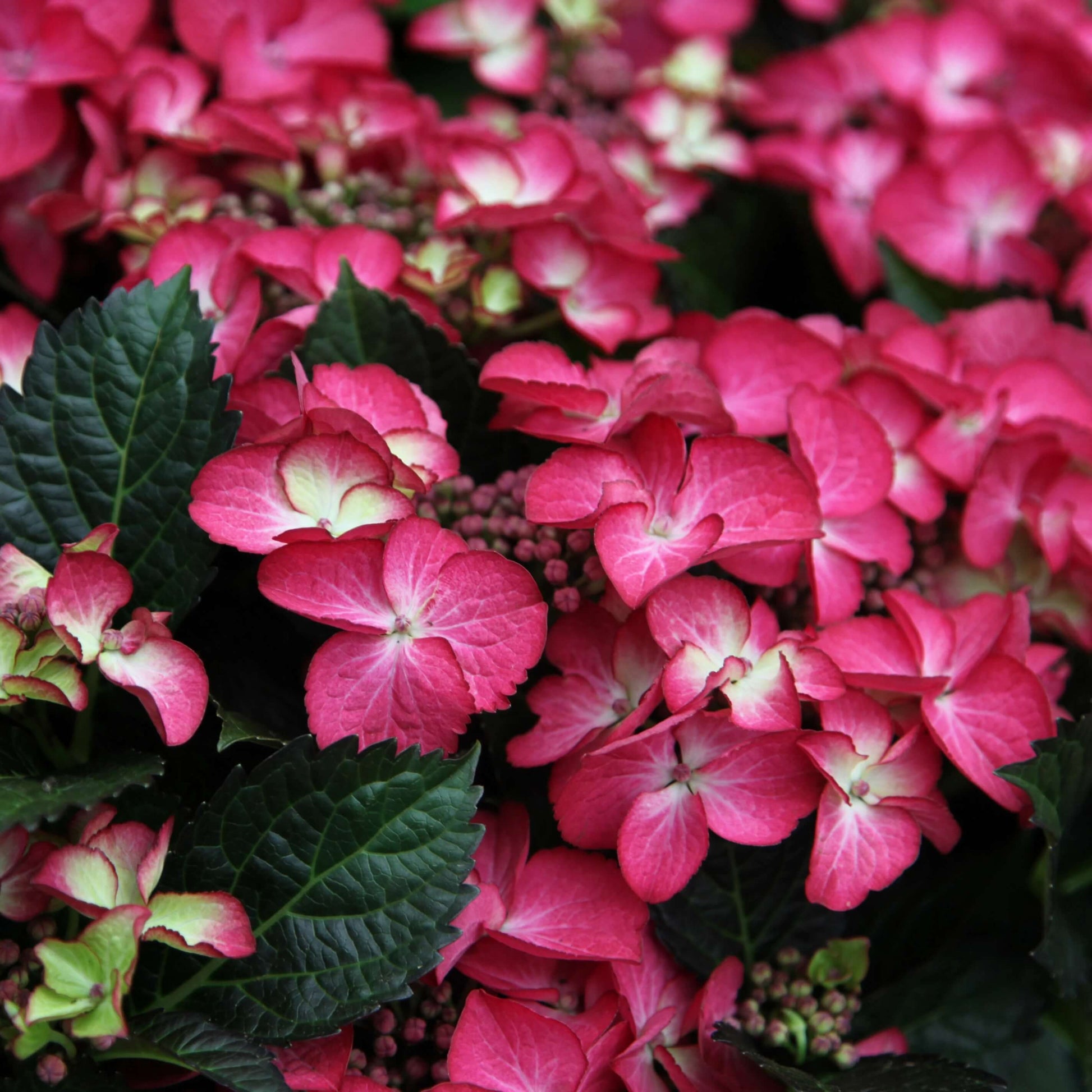 Lacecap Hydrangea Seeds - Flower Plant