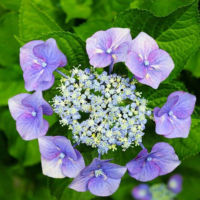 Lacecap Hydrangea Seeds - Flower Plant