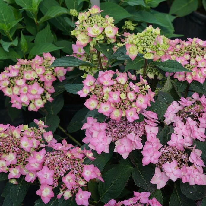 Lacecap Hydrangea Seeds - Flower Plant