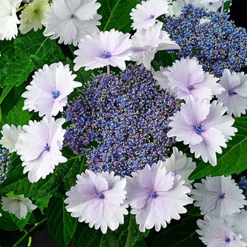 Lacecap Hydrangea Seeds - Flower Plant