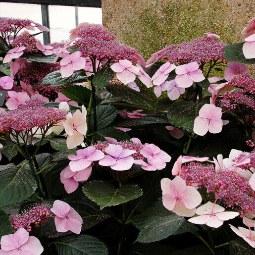 Lacecap Hydrangea Seeds - Flower Plant