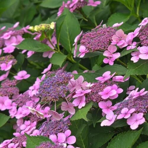 Lacecap Hydrangea Seeds - Flower Plant