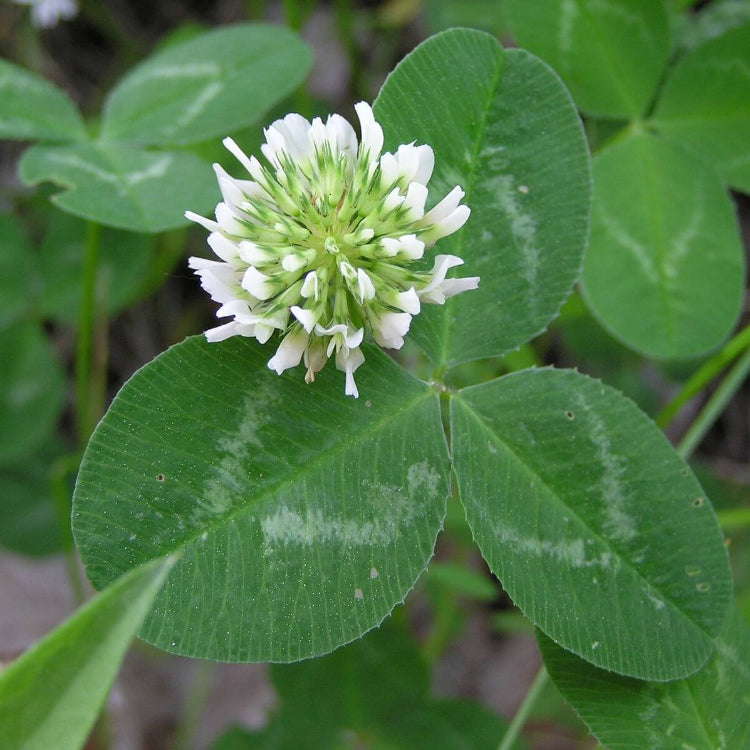 Ladino Clover Seeds