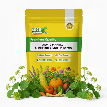 Lady’s Mantle – Alchemilla Mollis Seeds