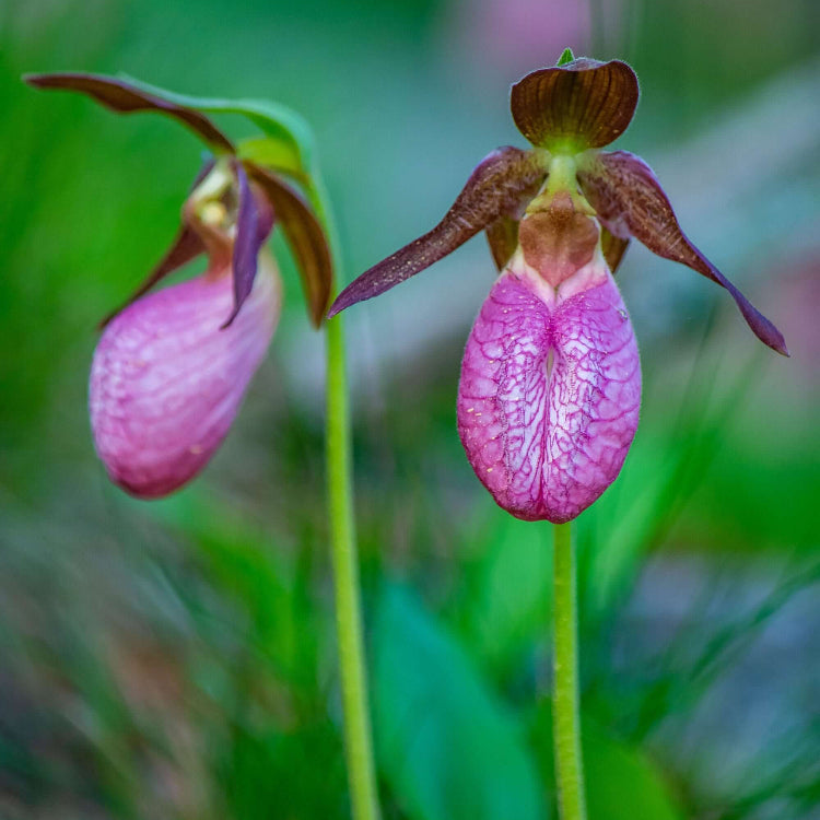 Lady's Slipper Seeds - Flower Plant