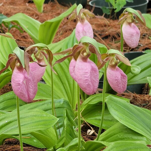Lady's Slipper Seeds - Flower Plant
