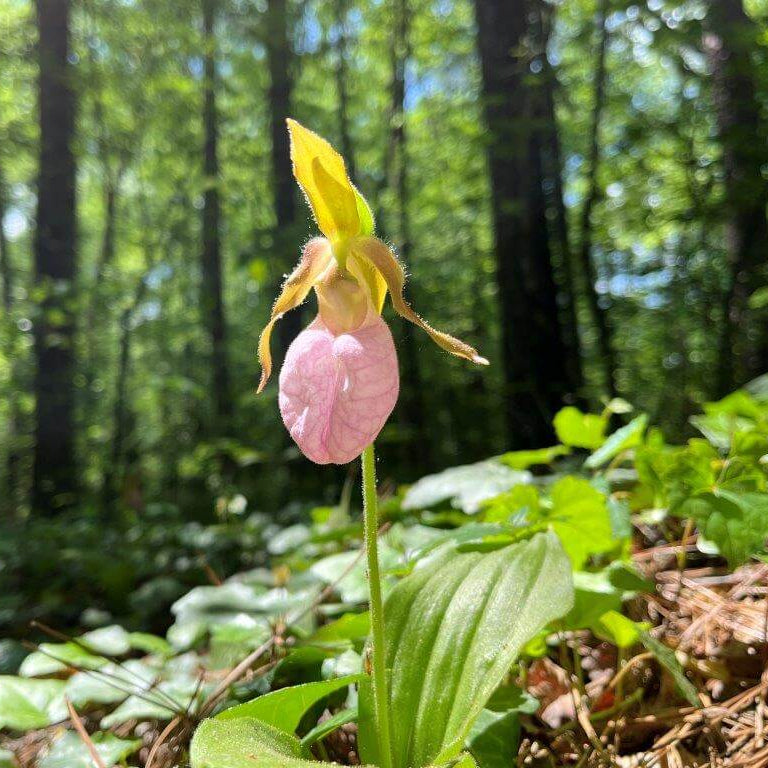 Lady's Slipper Seeds - Flower Plant