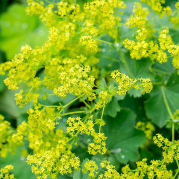 Lady’s Mantle – Alchemilla Mollis Seeds