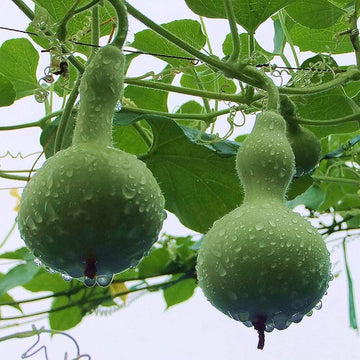 Lagenaria Siceraria Seeds - Vegetable Plant