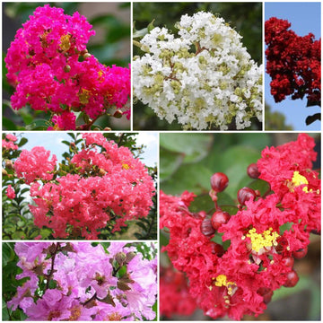 Lagerstroemia Seeds - All In One For Home Gardens