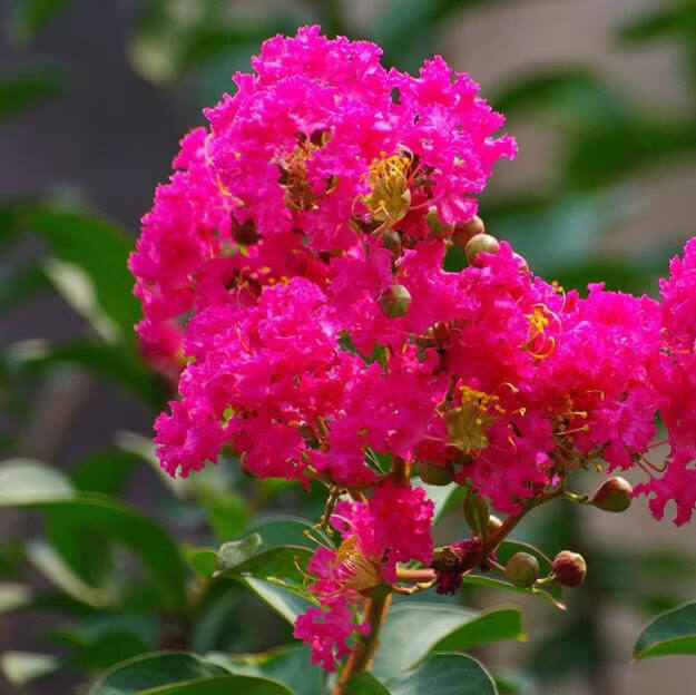 Lagerstroemia Seeds - All In One For Home Gardens