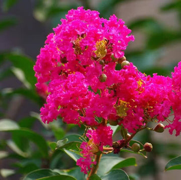 Lagerstroemia Seeds - All In One For Home Gardens