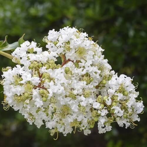 Lagerstroemia Seeds - All In One For Home Gardens