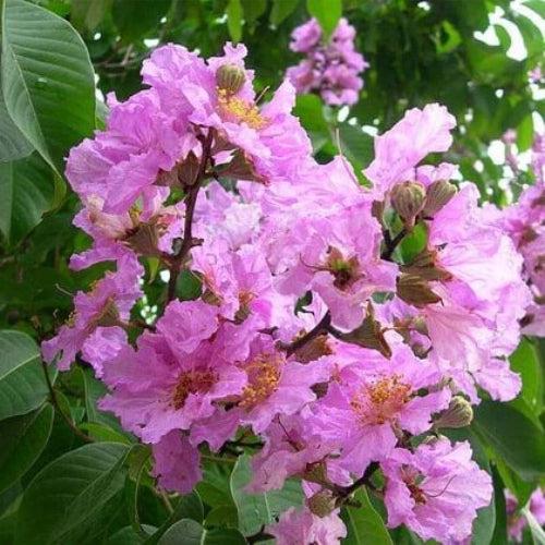Lagerstroemia Seeds - All In One For Home Gardens