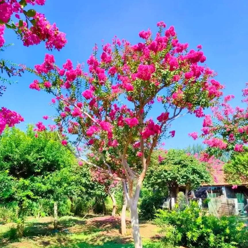 Lagerstroemia indica Seeds – Dark Pink Crepe Myrtle